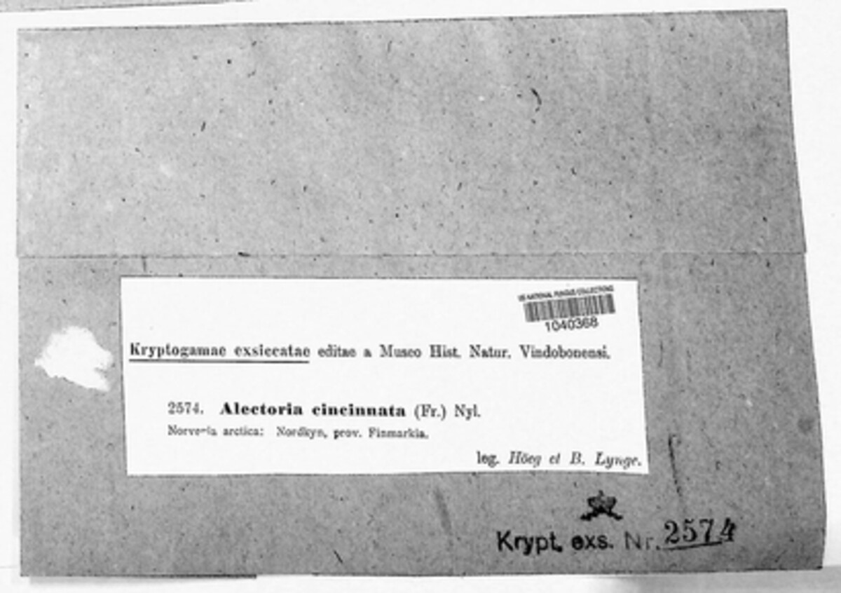 Alectoria sarmentosa image